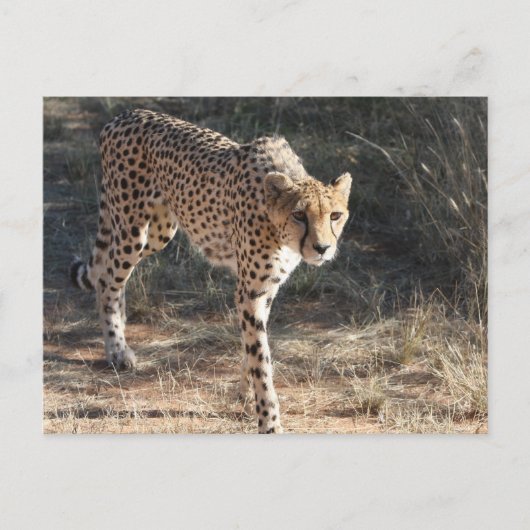 Wildlife Cheetah Walking Postkarte (Vorderseite)