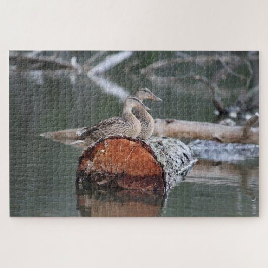 Wildlife Duck Fotograf Puzzle (Horizontal)
