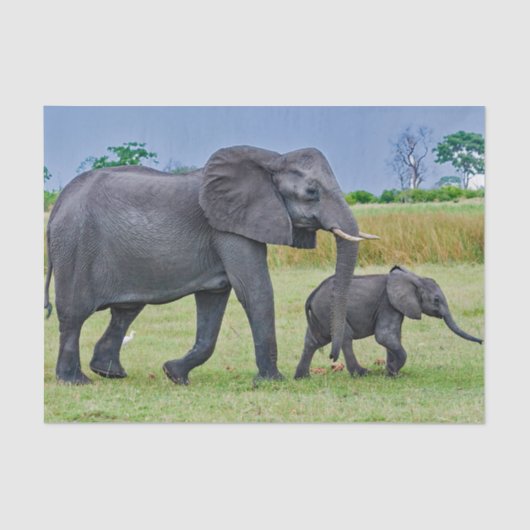 Wildlife Elephant Calf Foto Seidenpapier (Vorderseite)