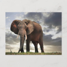 Wildlife Elephant Foto Postkarte