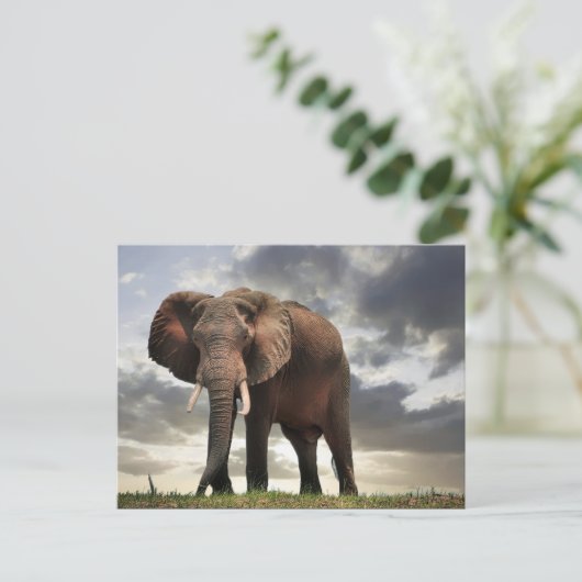 Wildlife Elephant Foto Postkarte (Stehend Vorderseite)