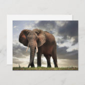 Wildlife Elephant Foto Postkarte (Vorne/Hinten)