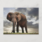 Wildlife Elephant Foto Postkarte (Vorderseite)