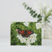 Wildlife Foto Postkarte (Stehend Vorderseite)