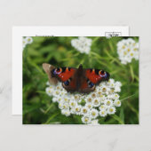 Wildlife Foto Postkarte (Vorne/Hinten)