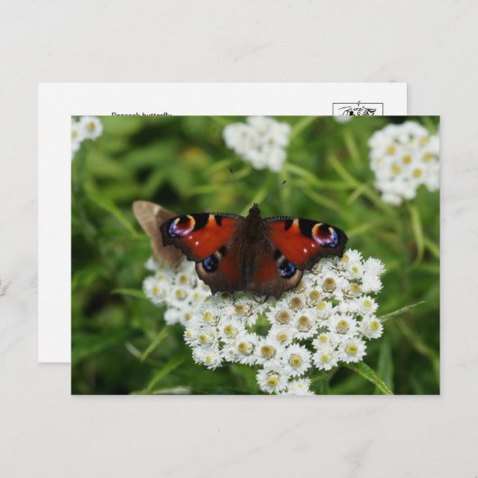 Wildlife Foto Postkarte (Vorne/Hinten)