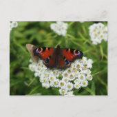 Wildlife Foto Postkarte (Vorderseite)