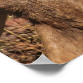 WILDLIFE-FOTOGRAFIE DES BROWN BUCK POSTER (Ecke)