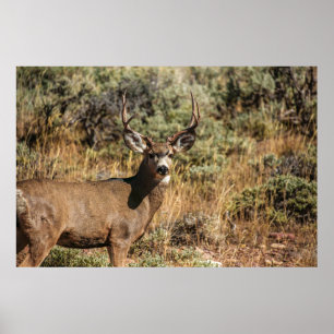 WILDLIFE-FOTOGRAFIE DES BROWN BUCK POSTER