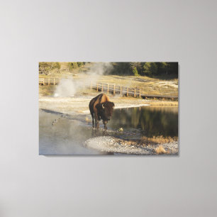 Wildlife Fotografy American Bison Yellowstone Leinwanddruck