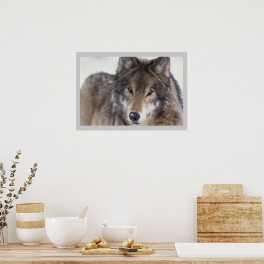 Wildlife Fotografy Gray Wolf Poster 18x24 (Küche)