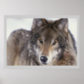 Wildlife Fotografy Gray Wolf Poster 18x24 (Vorne)