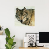 Wildlife Fotografy Gray Wolf Poster 24x24 (Heimbüro)