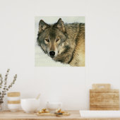 Wildlife Fotografy Gray Wolf Poster 24x24 (Küche)
