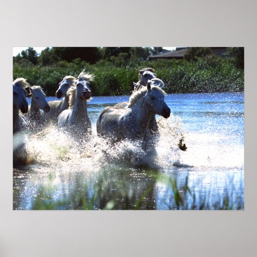 Wildlife Fotografy Wild Horses Poster 18x24 (Vorne)