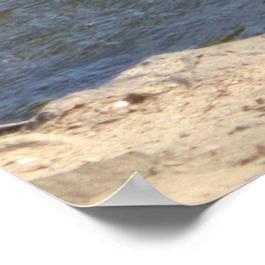 Wildlife Gänseschwimmen, Wasserzirkel Poster (Ecke)