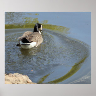 Wildlife Gänseschwimmen, Wasserzirkel Poster