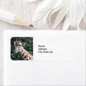 Wildlife Giraffe Foto (Insitu)