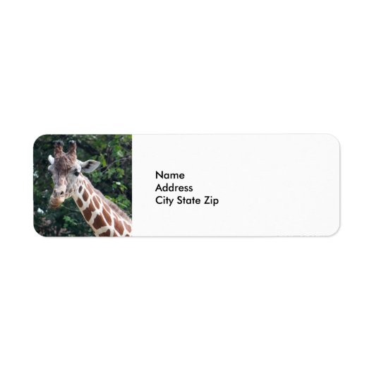 Wildlife Giraffe Foto (Vorne)