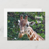 Wildlife Giraffe Foto Vielen Dank Postkarte (Vorne/Hinten)