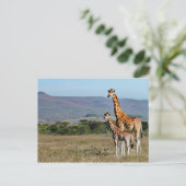 Wildlife Giraffe Mother and Baby Foto Postkarte (Stehend Vorderseite)