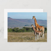 Wildlife Giraffe Mother and Baby Foto Postkarte (Vorne/Hinten)