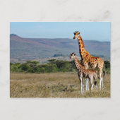 Wildlife Giraffe Mother and Baby Foto Postkarte (Vorderseite)