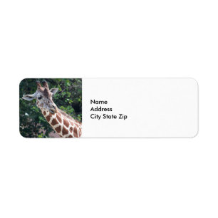 Wildlife Giraffe Portrait Foto