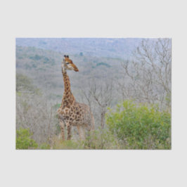 Wildlife Giraffe Savannah Foto Seidenpapier