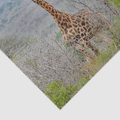 Wildlife Giraffe Savannah Foto Seidenpapier (Ausschnitt)