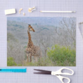 Wildlife Giraffe Savannah Foto Seidenpapier (Handwerk)