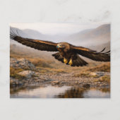 Wildlife Golden Eagle Scottish Highlands Postkarte (Vorderseite)