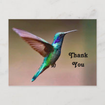 Wildlife Green Hummingbird Foto Vielen Dank