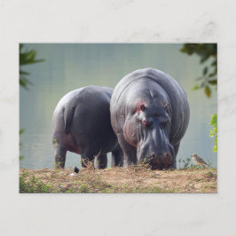 Wildlife Hippo Foto Postkarte
