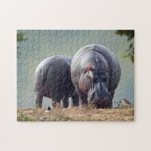 Wildlife Hippo Foto Puzzle (Horizontal)