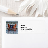 Wildlife Hippo Water Foto (Insitu)