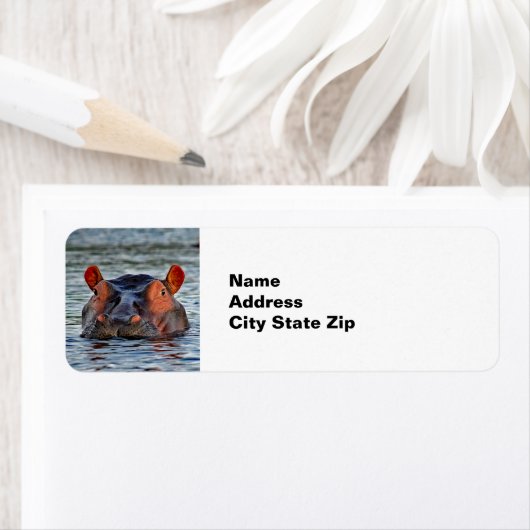 Wildlife Hippo Water Foto (Insitu)