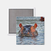 Wildlife Hippo Water Foto Magnet (Vorderseite/Rückseite)
