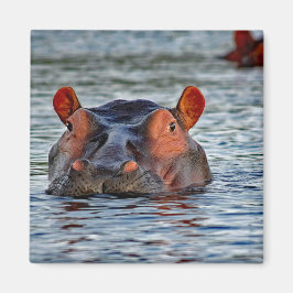 Wildlife Hippo Water Foto Magnet