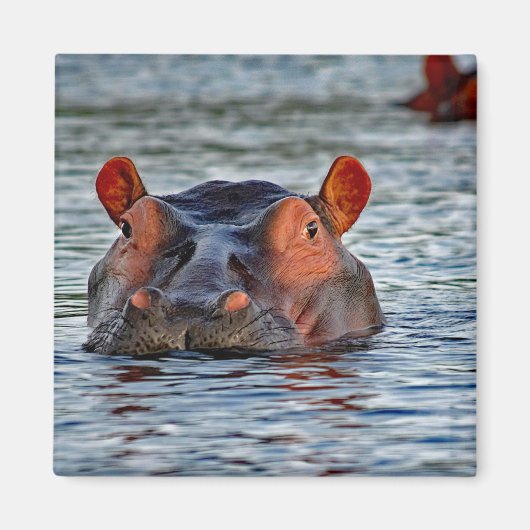 Wildlife Hippo Water Foto Magnet (Vorne)