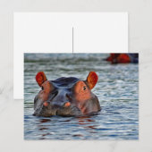 Wildlife Hippo Water Foto Postkarte (Vorne/Hinten)