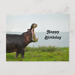 Wildlife Hippopotamus Foto Geburtstag Postkarte