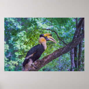Wildlife Hornbill Bird Poster