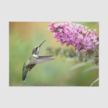 Wildlife Hummingbird Floral Foto