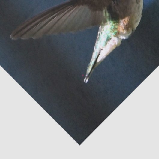 Wildlife Hummingbird Foto Seidenpapier (Ausschnitt)