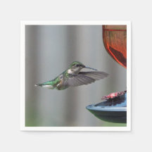 Wildlife Hummingbird Red Feeder Foto