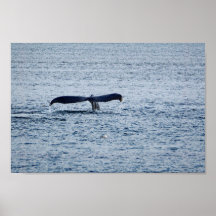 Wildlife Humpback Whale Schwanz Foto