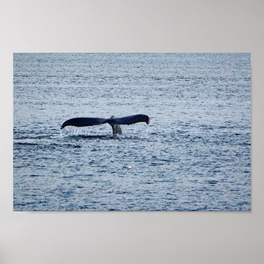Wildlife Humpback Whale Schwanz Foto Poster (Vorne)