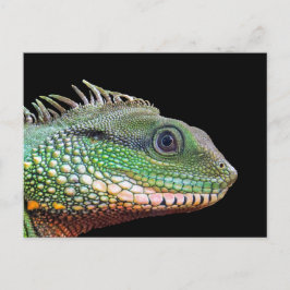 Wildlife Iguana Foto Postkarte