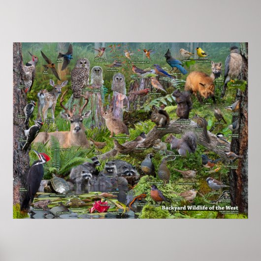 WIldlife im Westen Poster (Vorne)